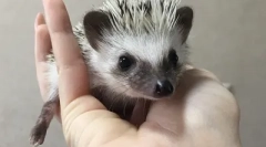 Cum să înveți arici